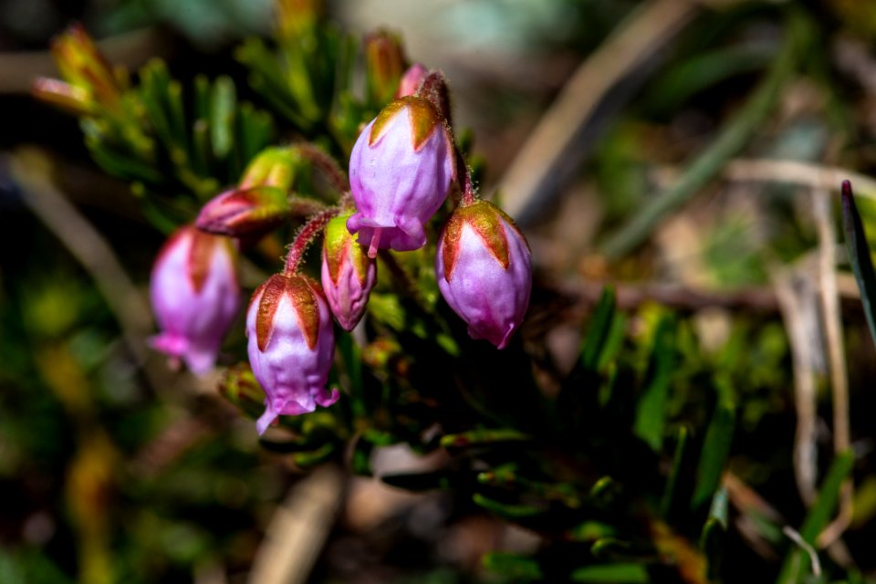 Pink Mountain Heather - Phyllodoce empetriformis