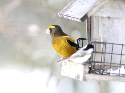 Evening Grosbeak, Sand Lake MI, 10 December 2012