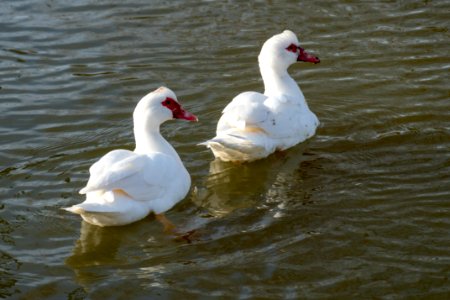 white Muscovy Duck with a red bill photo