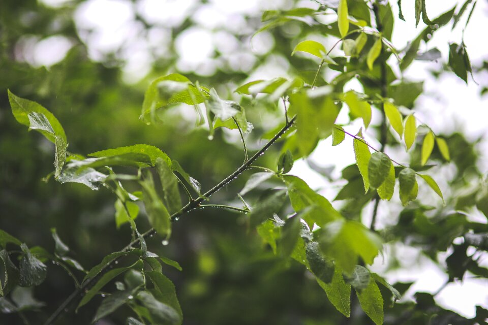 Green leaves leaf