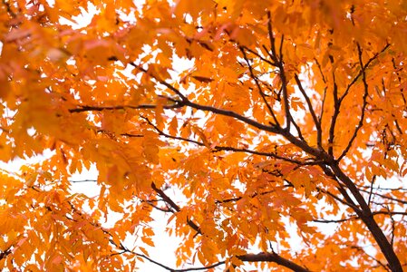Foliage fall leaves autumn