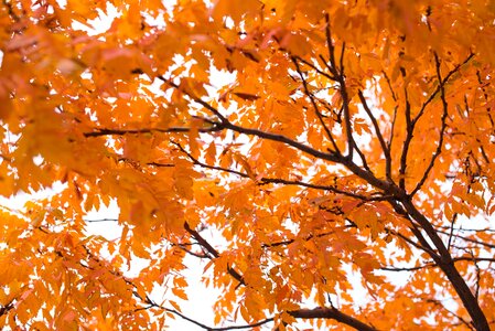 Foliage fall leaves autumn photo