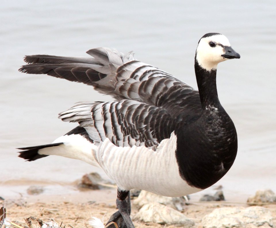 Barnacle Goose (captive release), New Buffalo, MI, 24 March 2013