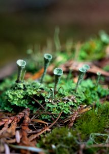 Forest Floor- Cup Lichen Wonderland B