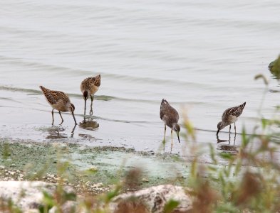 Short-billed Dowitchers (juv) with Stilt Sandpiper (juv) and Lesser Yellowlegs (juv), Muskegon Wastewater, September 5, 2012