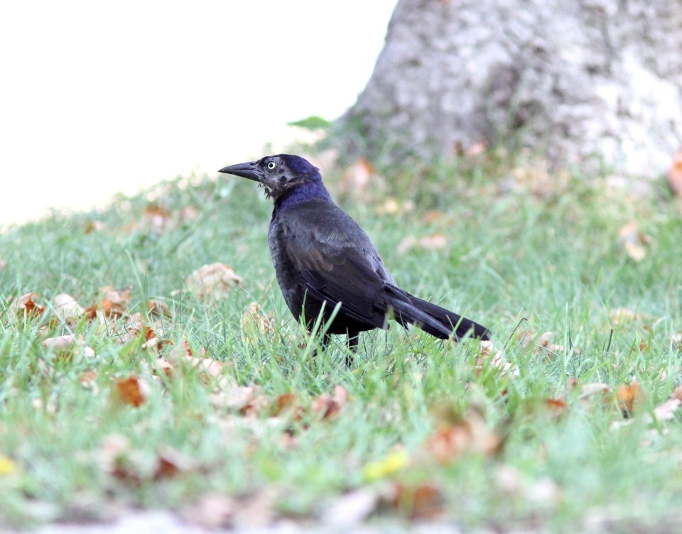 Common Grackle with heavy head molt, showing ear