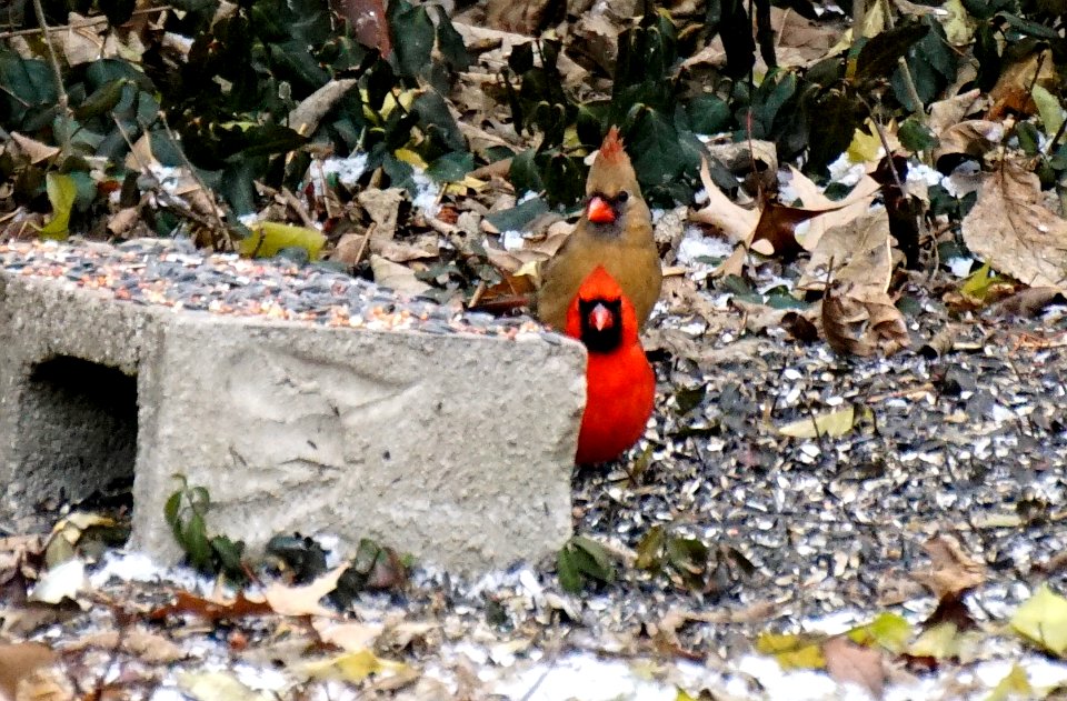 Female and Male red birds Cardinals