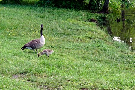 Canadian Goose and Gosling photo