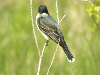 Eastern Kingbird photo