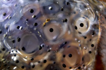 Amphibian Eggs photo