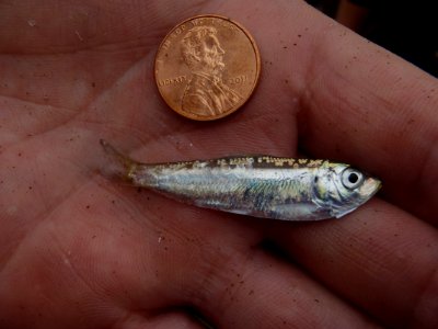 Alewife young of the year - fall monitoring