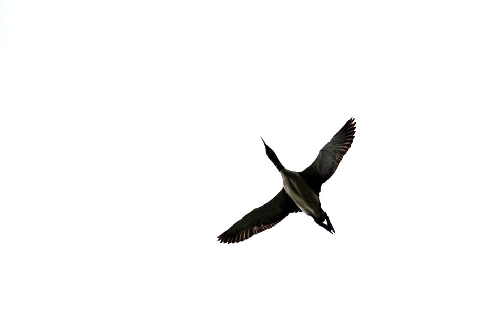 Common Loon in Flight - Gavia immer