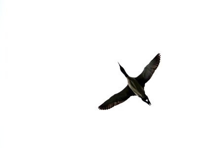 Common Loon in Flight - Gavia immer