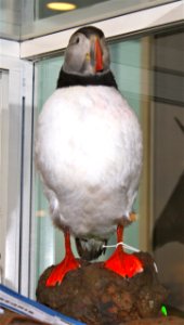 Mounted Puffin photo