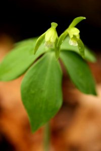 Photo of the Week - Small-whorled (RI)Pogonia