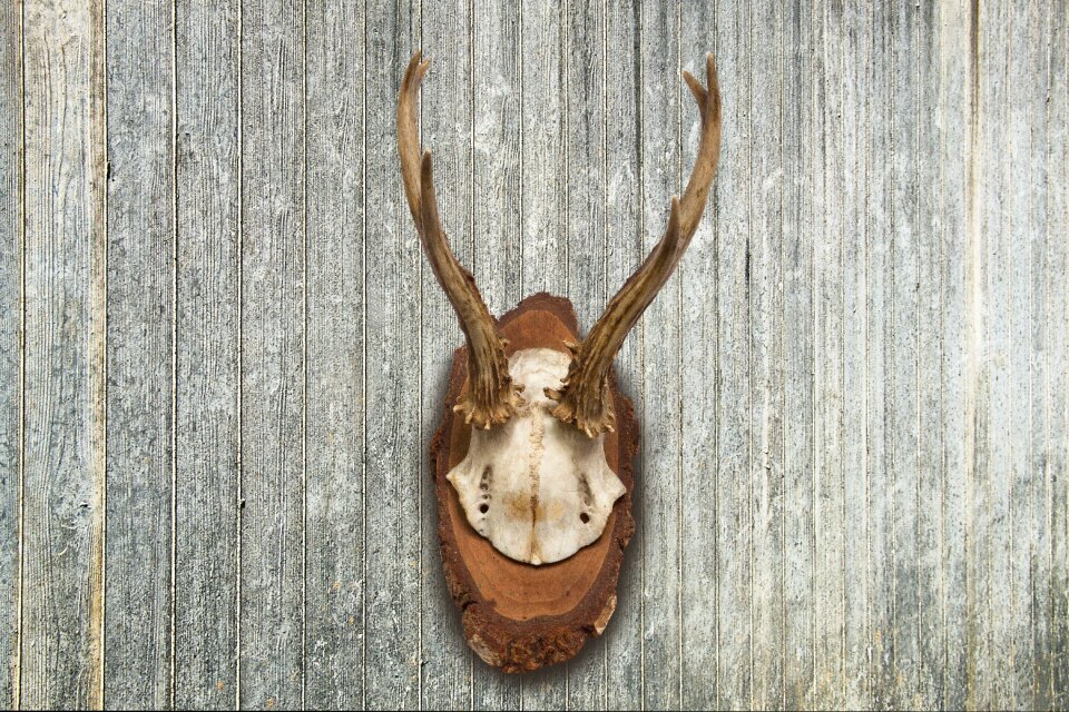 Hunting trophy retro red deer