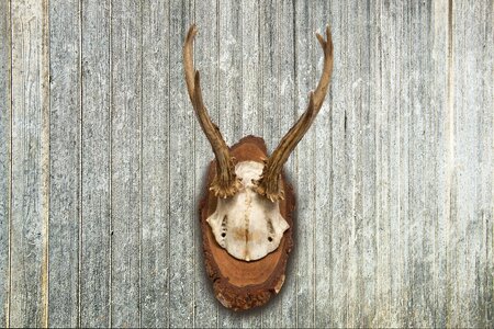 Hunting trophy retro red deer