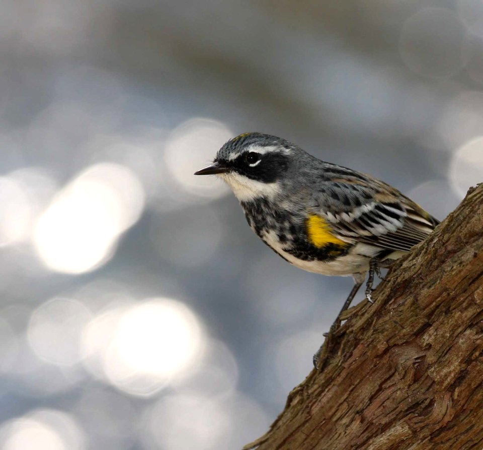 Yellow-rumped Warbler