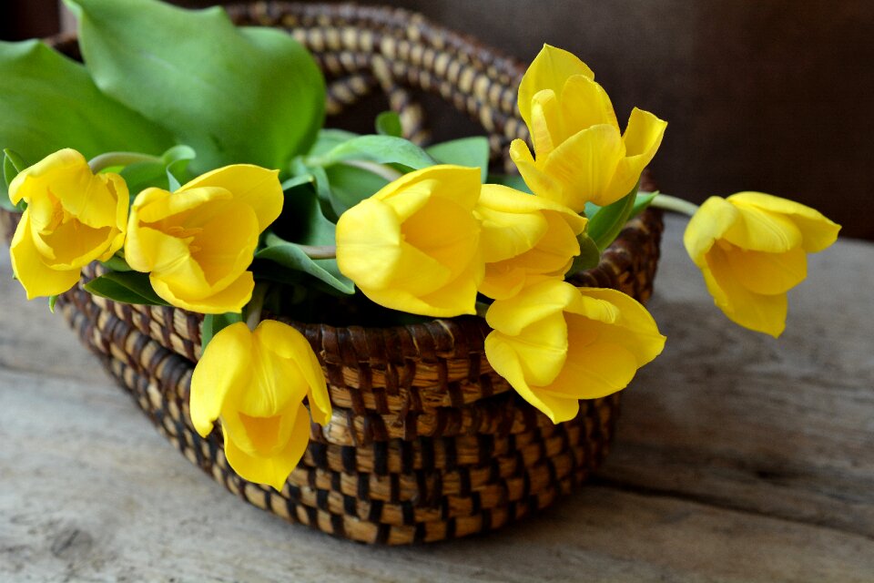 Basket flowers yellow flowers