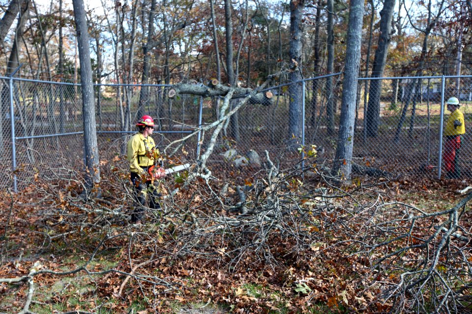 Tree work at Long Island National Wildlife Refuge Complex Headquarters (NY)