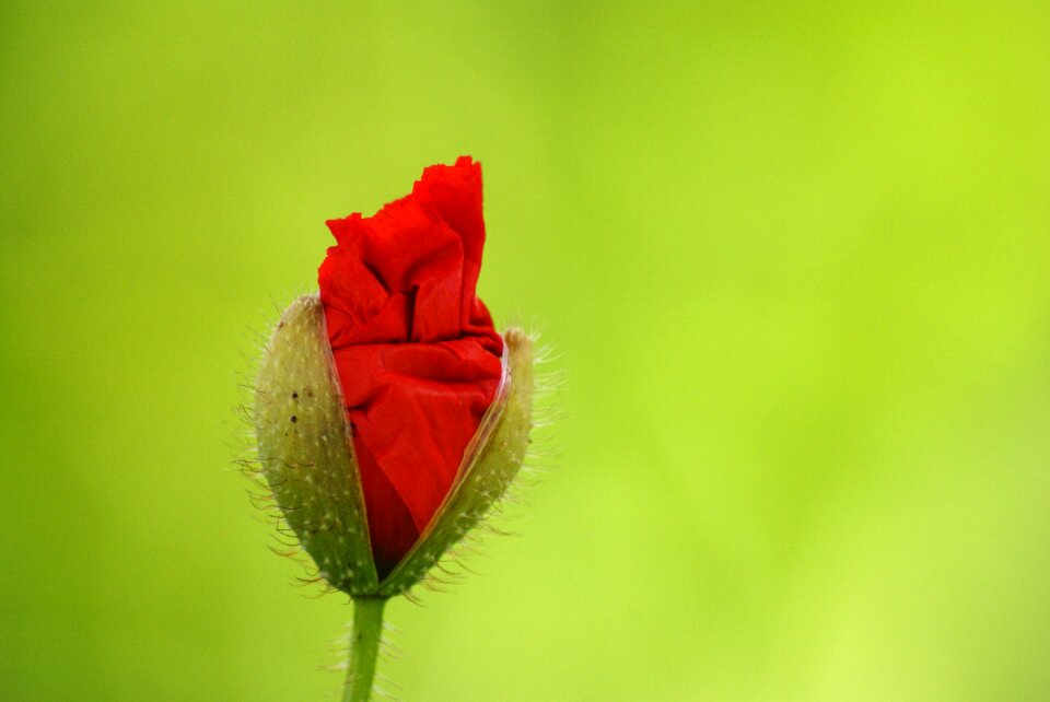 Hatching petals spring
