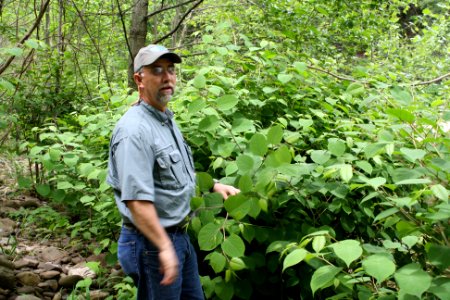 Expansion of Japanese Knotweed