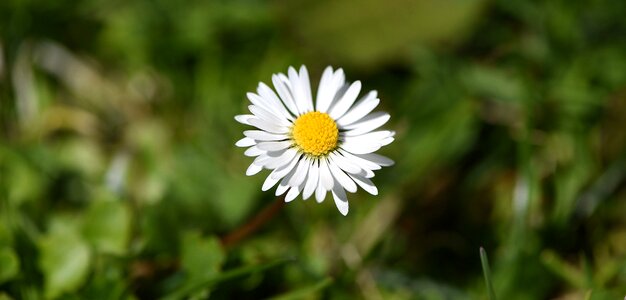 Daisy white pointed flower photo