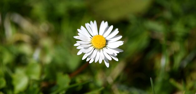 Daisy white pointed flower