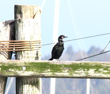 Brandt's Cormorant (banded), Newport, OR, 20 October 2012