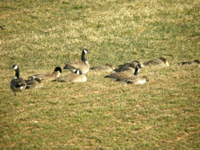Greater White-fronted Geese (part of 11), 92nd St. flooded field, Kent Co., MI, 5 April 2013