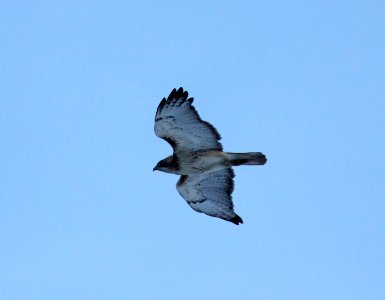 Red-tailed Hawk, Kaposia Landing, South St. Paul, MN, 13 March 2013