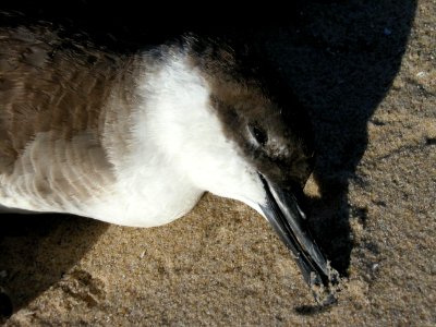 Great Shearwater specimen, Sleeping Bear Dunes NL, September 9, 2012