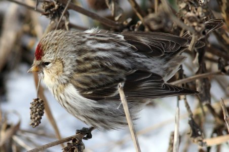 Redpoll sp., Greenville, MI, 21 January 2013