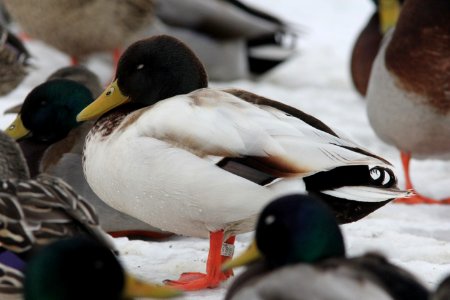 Mallard (domestic), Richmond Park, 5 March 2013