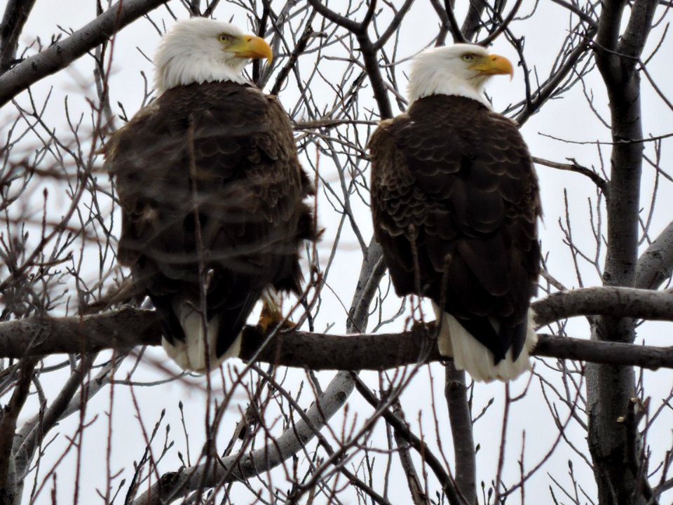 Bald eagles at Eastern Neck National Wildlife Refuge