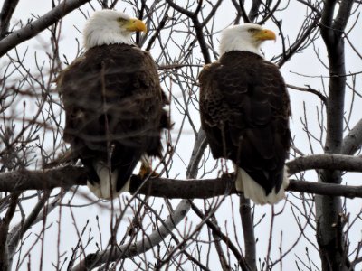 Bald eagles at Eastern Neck National Wildlife Refuge