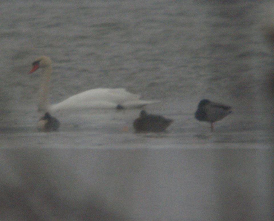 Northern Pintail (drake, left), Lincoln Lake, MI, Jan 11, 2013