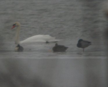 Northern Pintail (drake, left), Lincoln Lake, MI, Jan 11, 2013