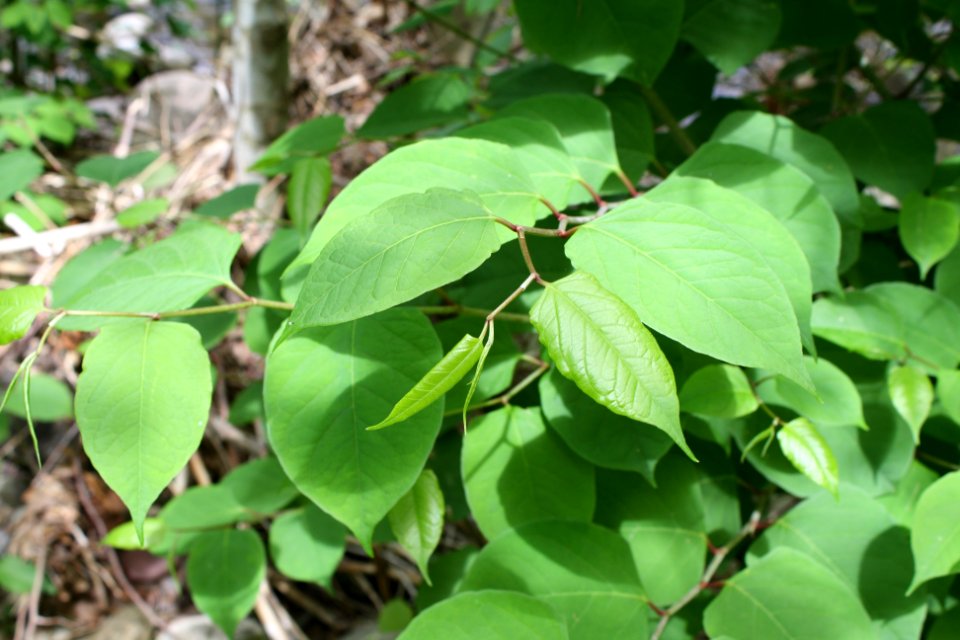 Expansion of Japanese Knotweed