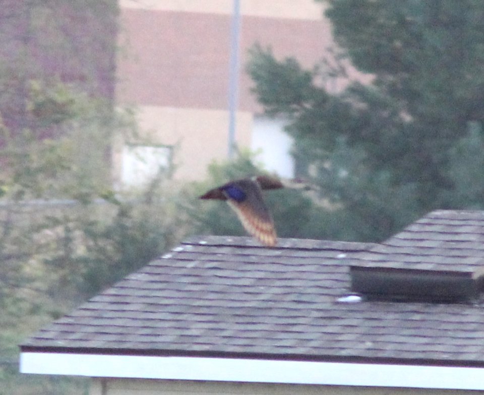 Mystery Duck, Caledonia Waste Water Facility, September 3, 2012