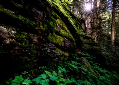 Forest Floor