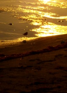 Piping plover at sunset