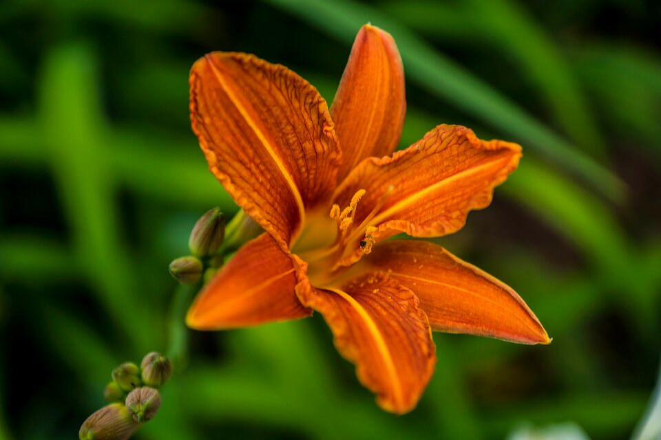 Orange flora flower garden