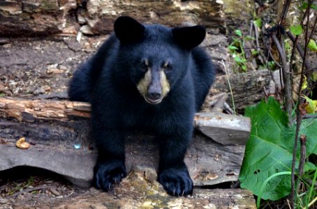 American Black Bear Cub at Assabet River National Wildlife Refuge