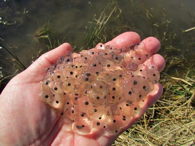 Jelly tadpole rana