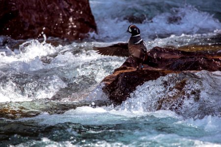 Harlequin Duck (2) photo