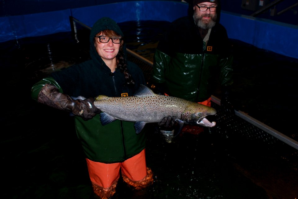 Adult male Atlantic salmon at the Craig Brook National Fish Hatchery. Photo: USFWS