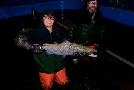 Adult male Atlantic salmon at the Craig Brook National Fish Hatchery. Photo: USFWS