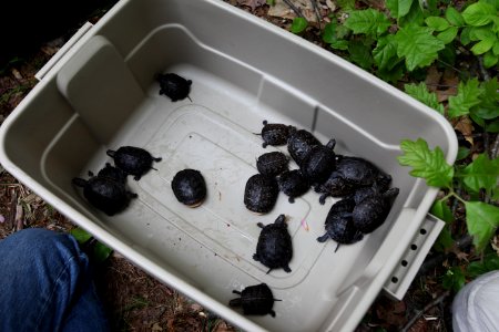 Turtles Ready to be Released photo