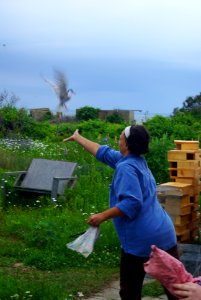 Great Gull Island, NY
